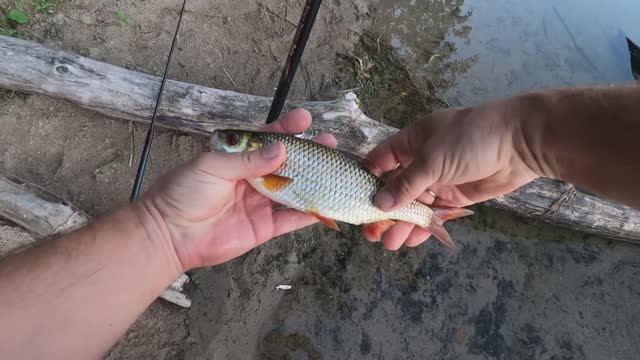 Ловля на удочку краснопёрки. Озеро Валдай