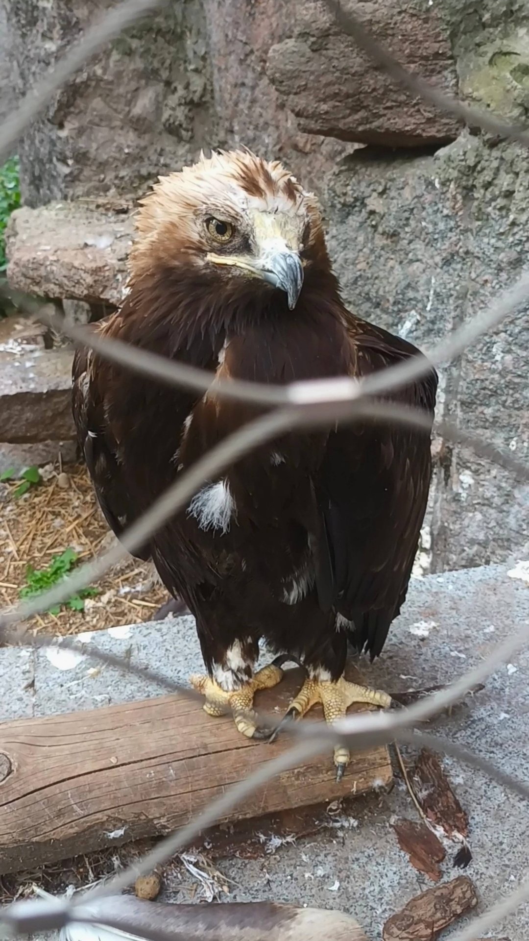 Хищная птичка в Московском зоопарке грустит...
