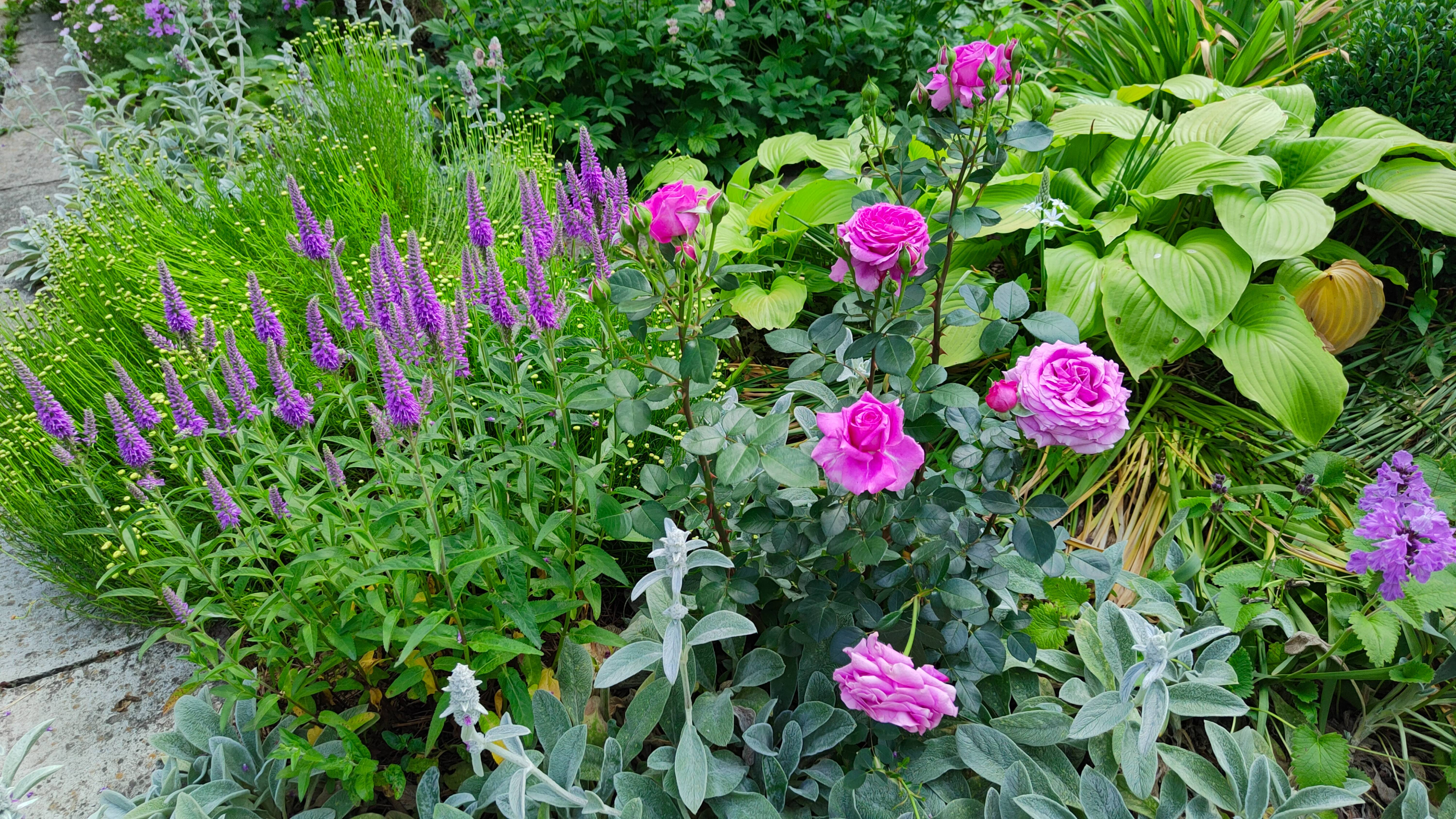 Распускаются всё новые розы, лук бокаловидный, книфофия и вербена. Дизайн сада, цветы, 13.06.2025 г