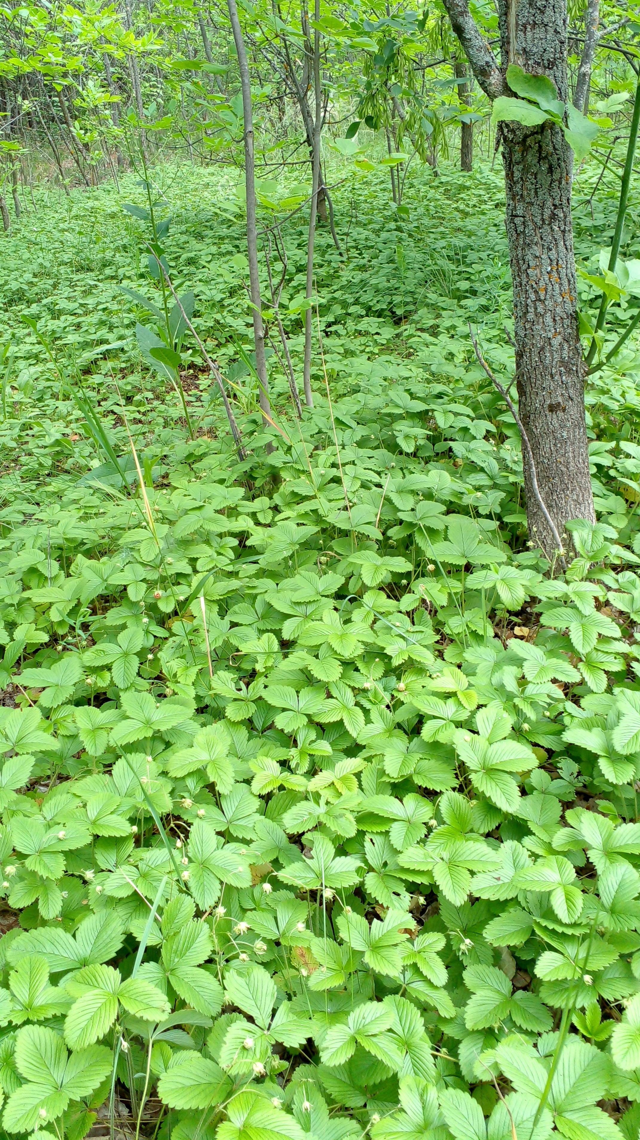 За земляникой приедем сюда скоро