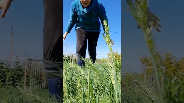 Умывание росой 1 мая