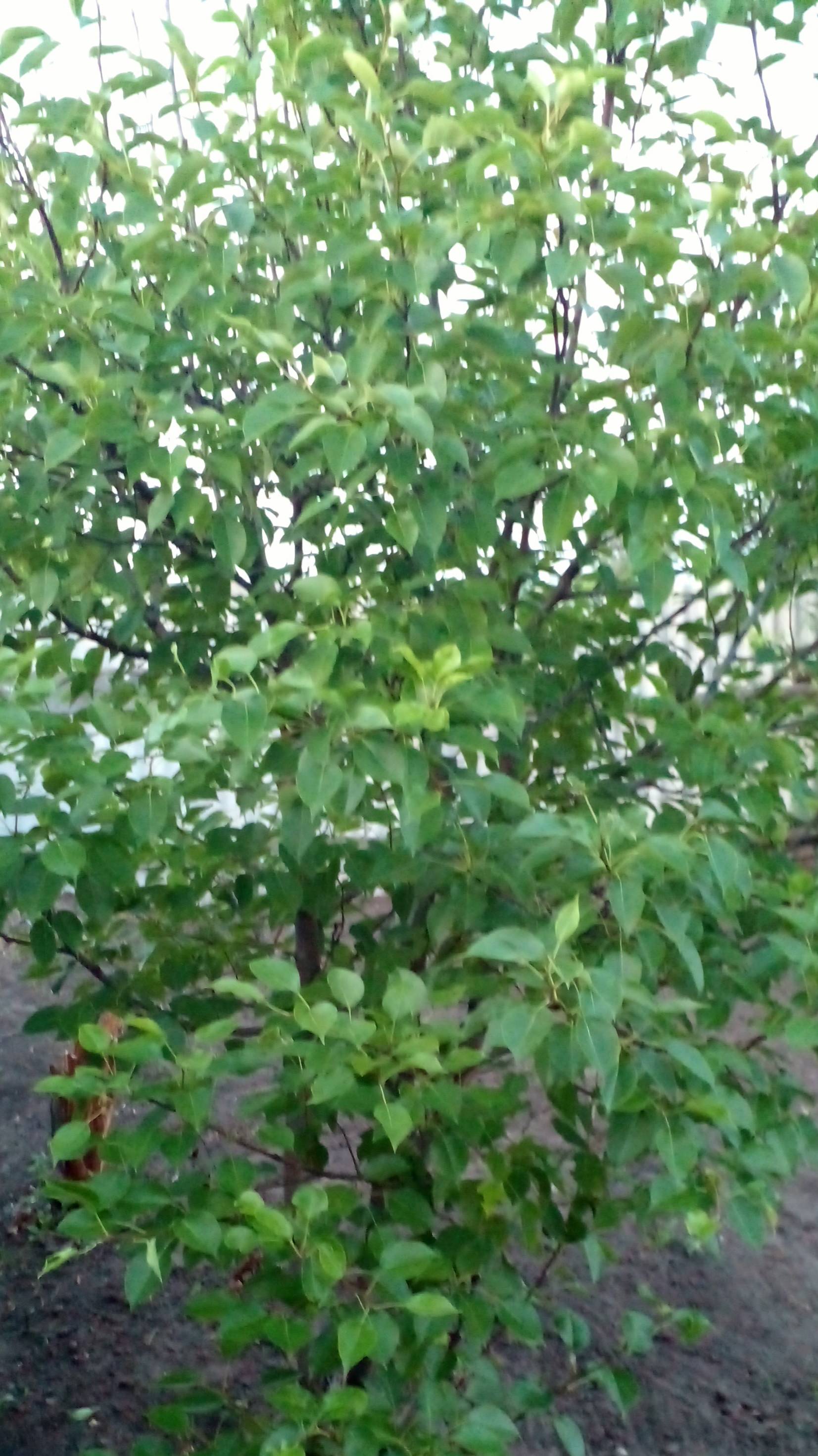 Будет первый урожай груши!