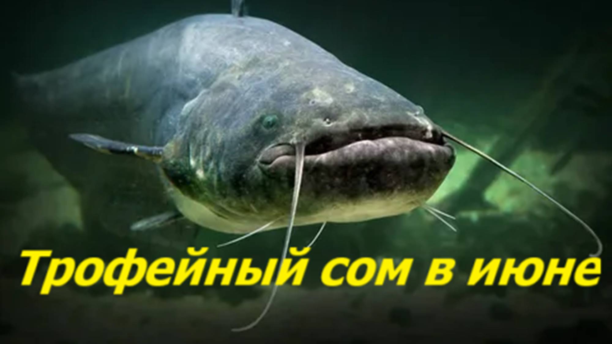 ТРОФЕЙНЫЙ СОМ в ИЮНЕ! МЕСТА и НАЖИВКИ для ЛОВЛИ СОМА ЛЕТОМ. СНАСТИ для РЫБАЛКИ на СОМА в ИЮНЕ