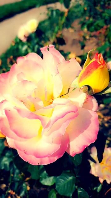 Разговоры с розами 2