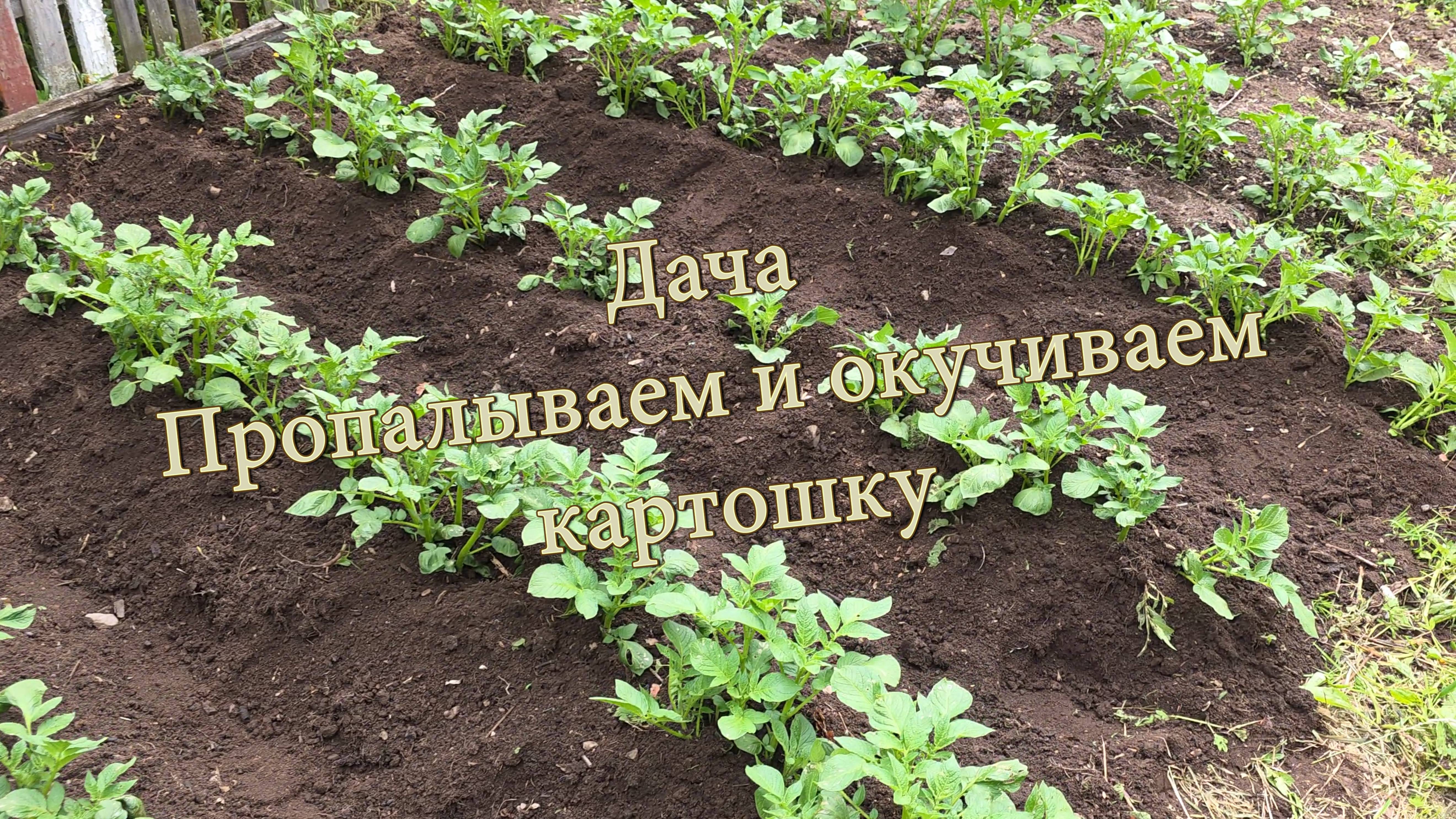 Дача. Пропалываем и окучиваем картошку