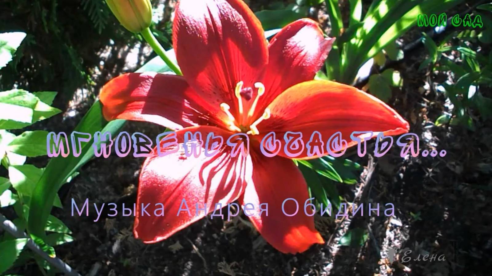 Мгновенья счастья* Мой сад ...