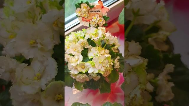 Наши Цветущие Фиалки 18.06.2025!