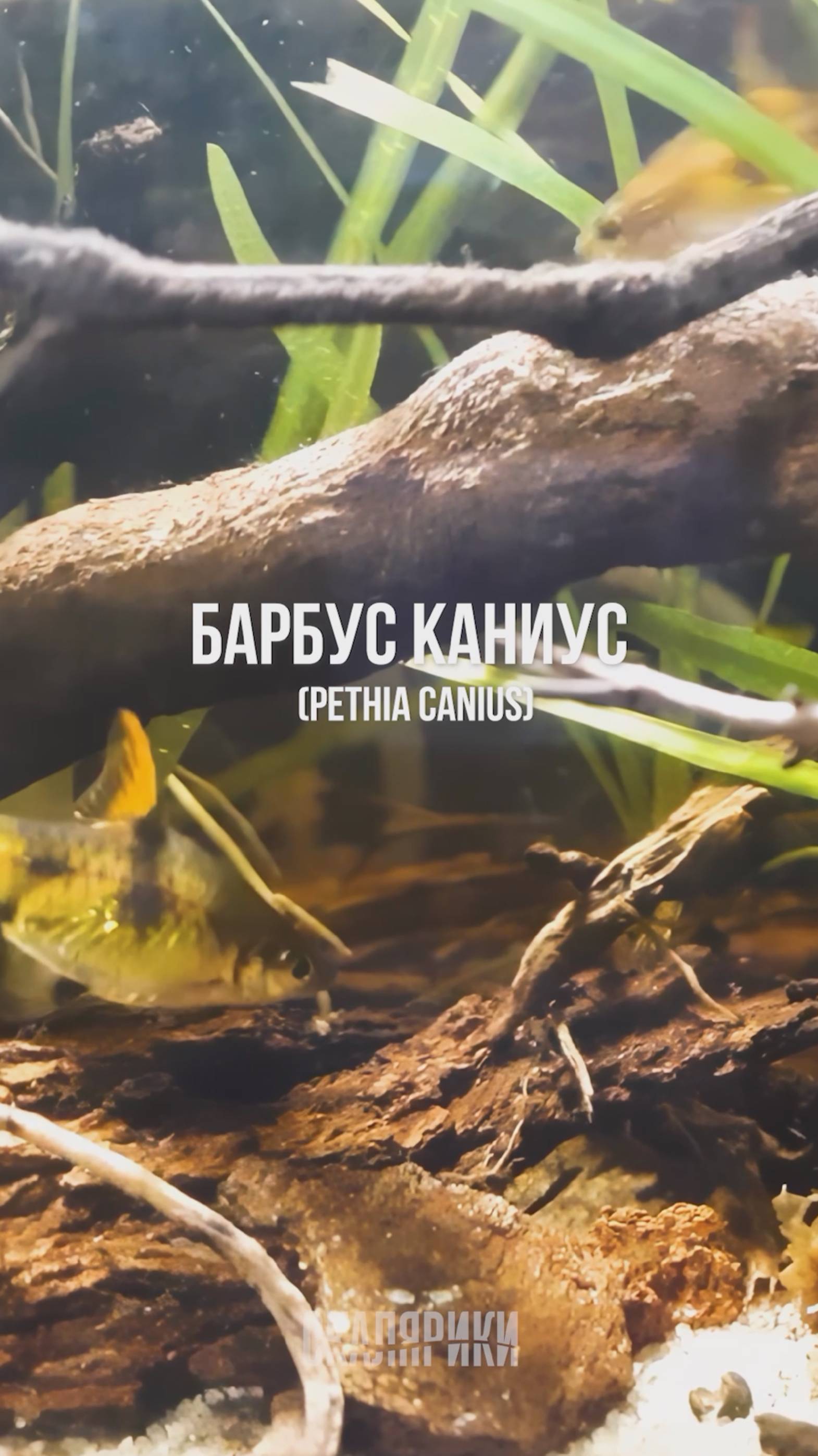 Барбус Каниус