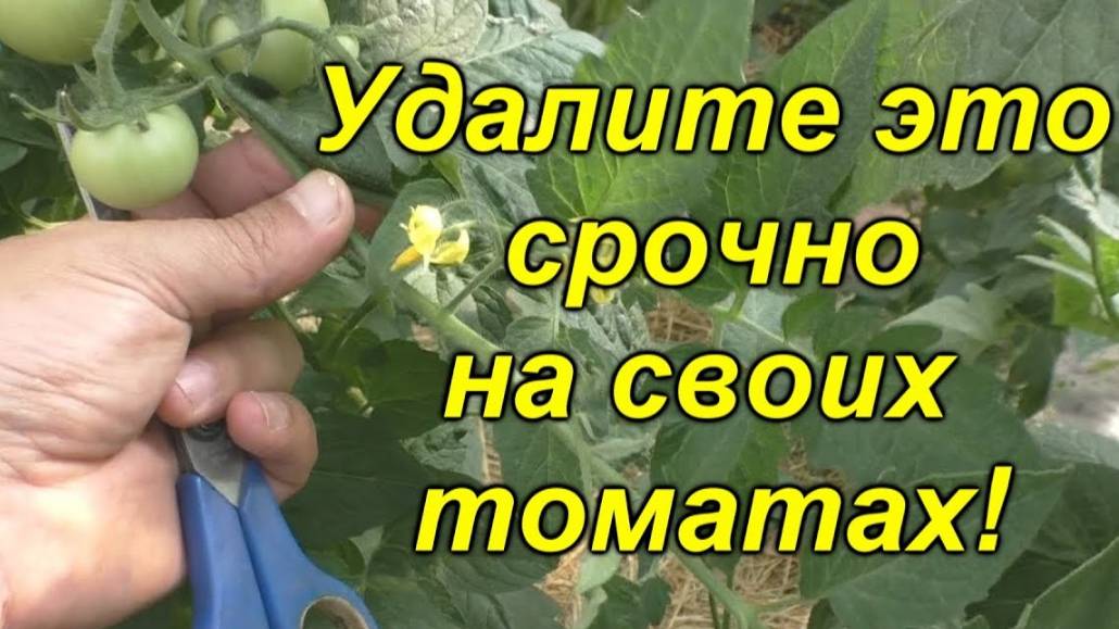 🌱Израстание кисти томата, как не пропустить момент удаления? ✂️