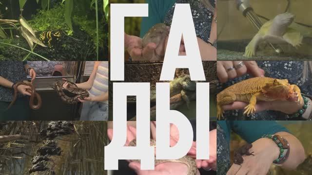 МЕЖДУ ПРОЧИМ, ГАДСКИЙ ВОПРОС. ПЕРВЫЙ