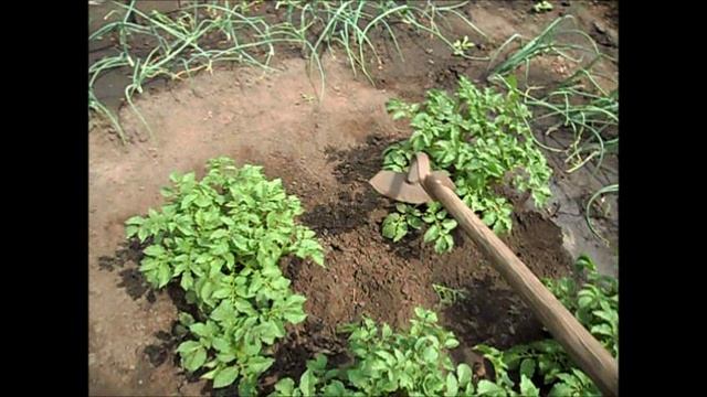 Об окучивании картофеля