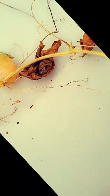 Бешеные огурцы