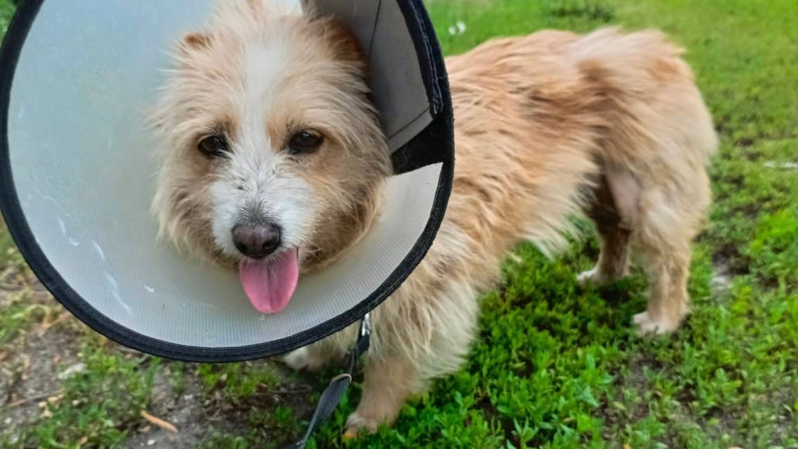 Босю выписали из клинике на передержку