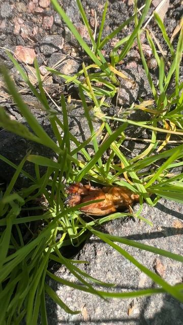 Медведка! Кричит!