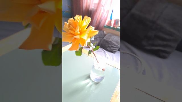 Роза уход в домашних условиях