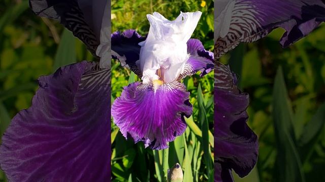 ирис сеянец №381 (Vlasova' 2025)