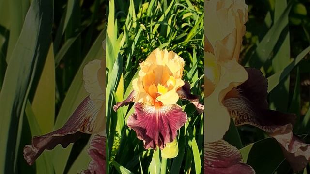 ирис сеянец №351 (Vlasova' 2025)