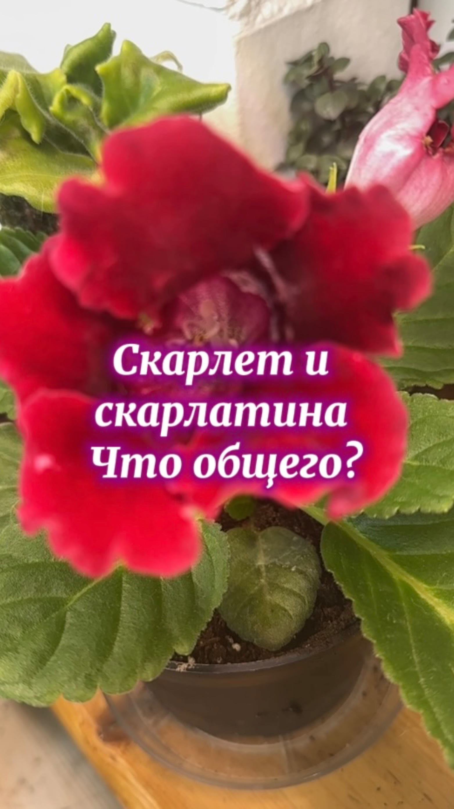 Глоксиния из семян «Скарлет»