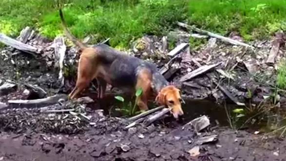 Русские гончие Свирель и Аргон вл. Шатров В.А.#охотасгончей#собака #животные #топ #hunting