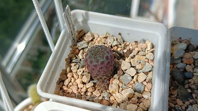 Обзор кактусов