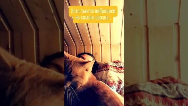 Сказки на ночь с котами