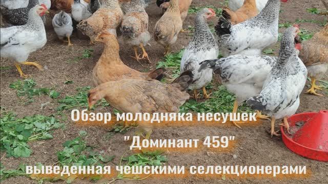 Куры-несушки породы Доминант 459: особенности