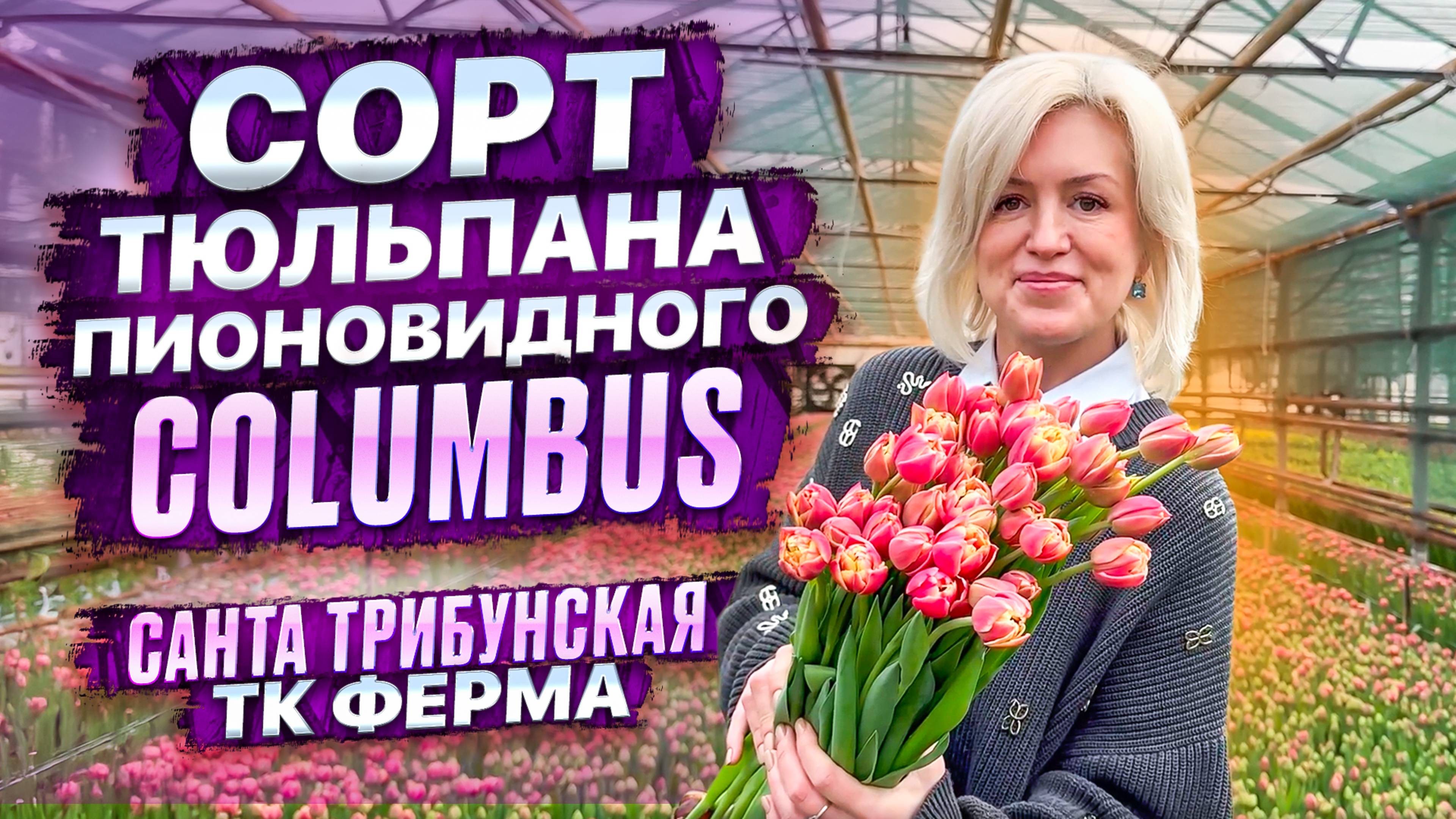 СОРТ ПИОНОВИДНОГО ТЮЛЬПАНА Columbus