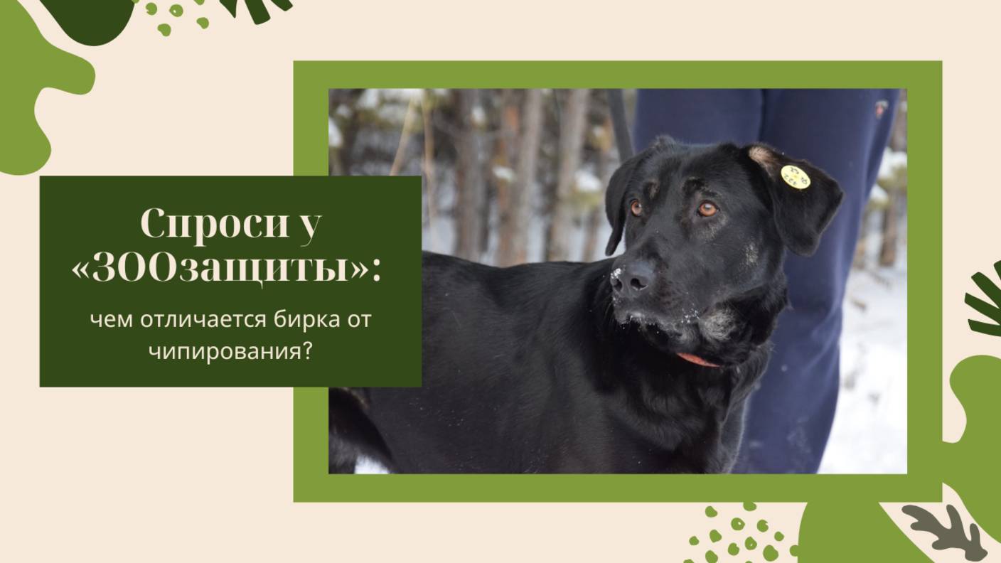 Почему по улицам ходят чипированные собаки? Или это всё-таки собаки с бирками?