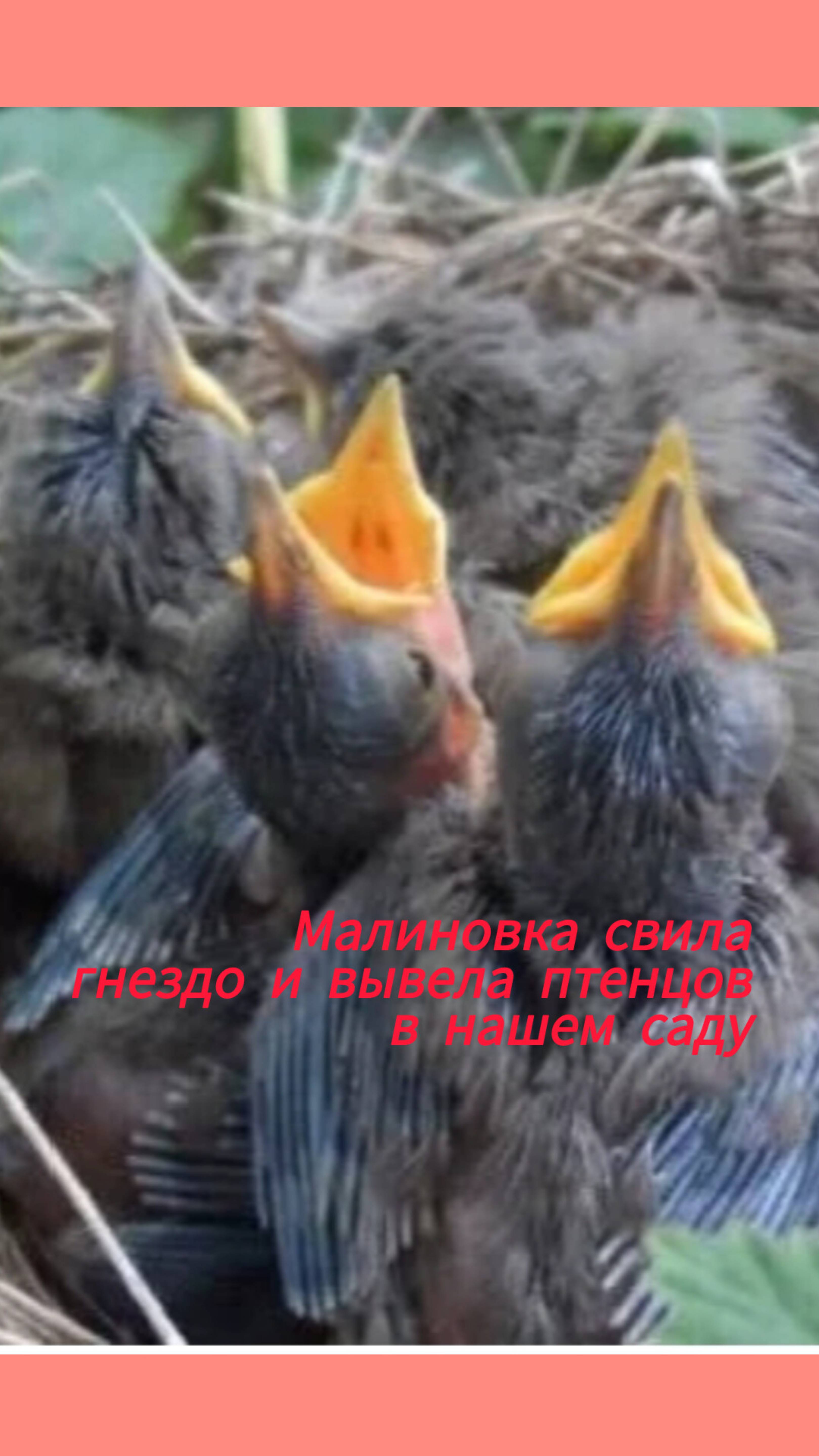 Малиновка вывела птенцов в нашем саду, в жимолости!