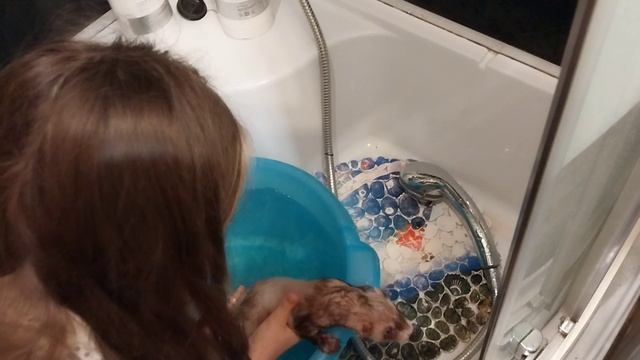 19-06-2025 Водные процедуры. #хорек