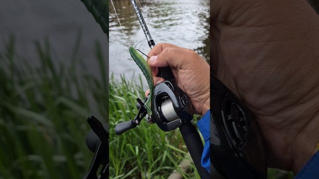 Тестовая рыбалка с новой мультипликаторной катушкой Shimano 24 Metanium DC . Поймал окуня и судака