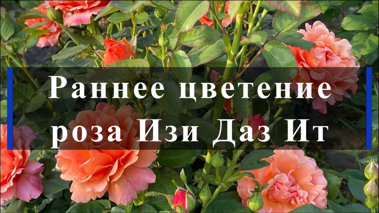 Раннее цветение роза Изи Даз Ит