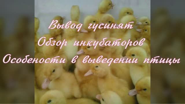 Обзор инкубаторов для выведении гусенят в домашних условиях\\ Особенности в выведении птицы 2025