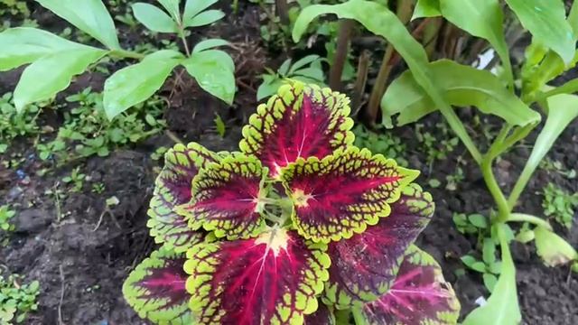 Колеусы у меня на даче. Обзор 18 июня