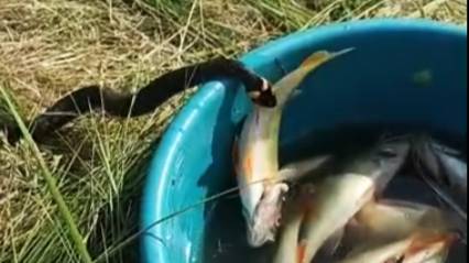 Змея атакует рыбацкий улов😮