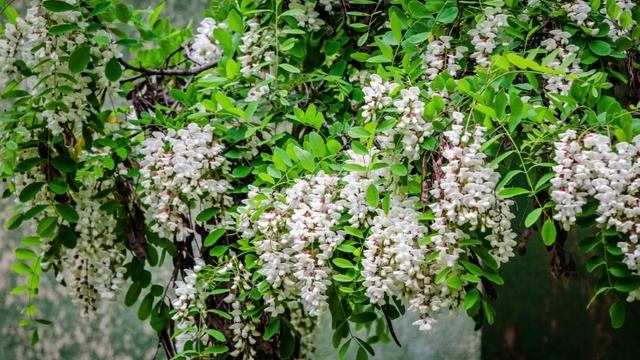 "ЧУДЕСНАЯ СИЛА ЛЮБВИ"... (Фото Анатолия КОТОВА (Москва), музыка группы "EURYTHMICS" (Британия))