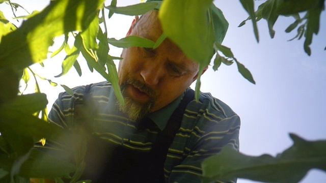 Прополка огорода