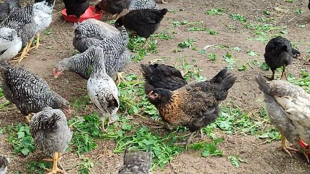 Куры породы  «Супер Харко» — цветной бройлер, средний кросс