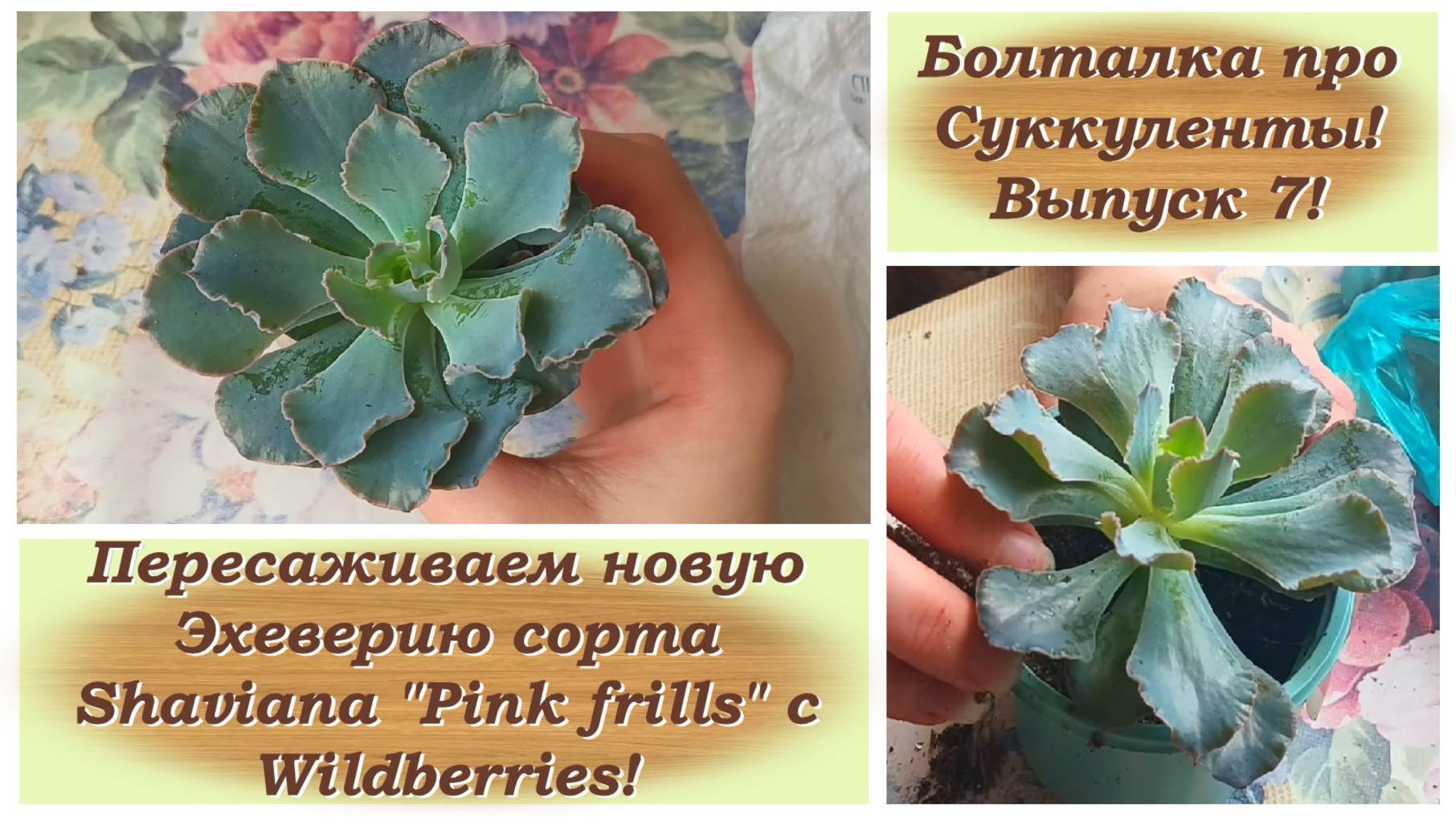 Болталка про Суккуленты! Выпуск 7! Пересаживаем Эхеверию сорта Shaviana "Pink frills" с Wildberries!