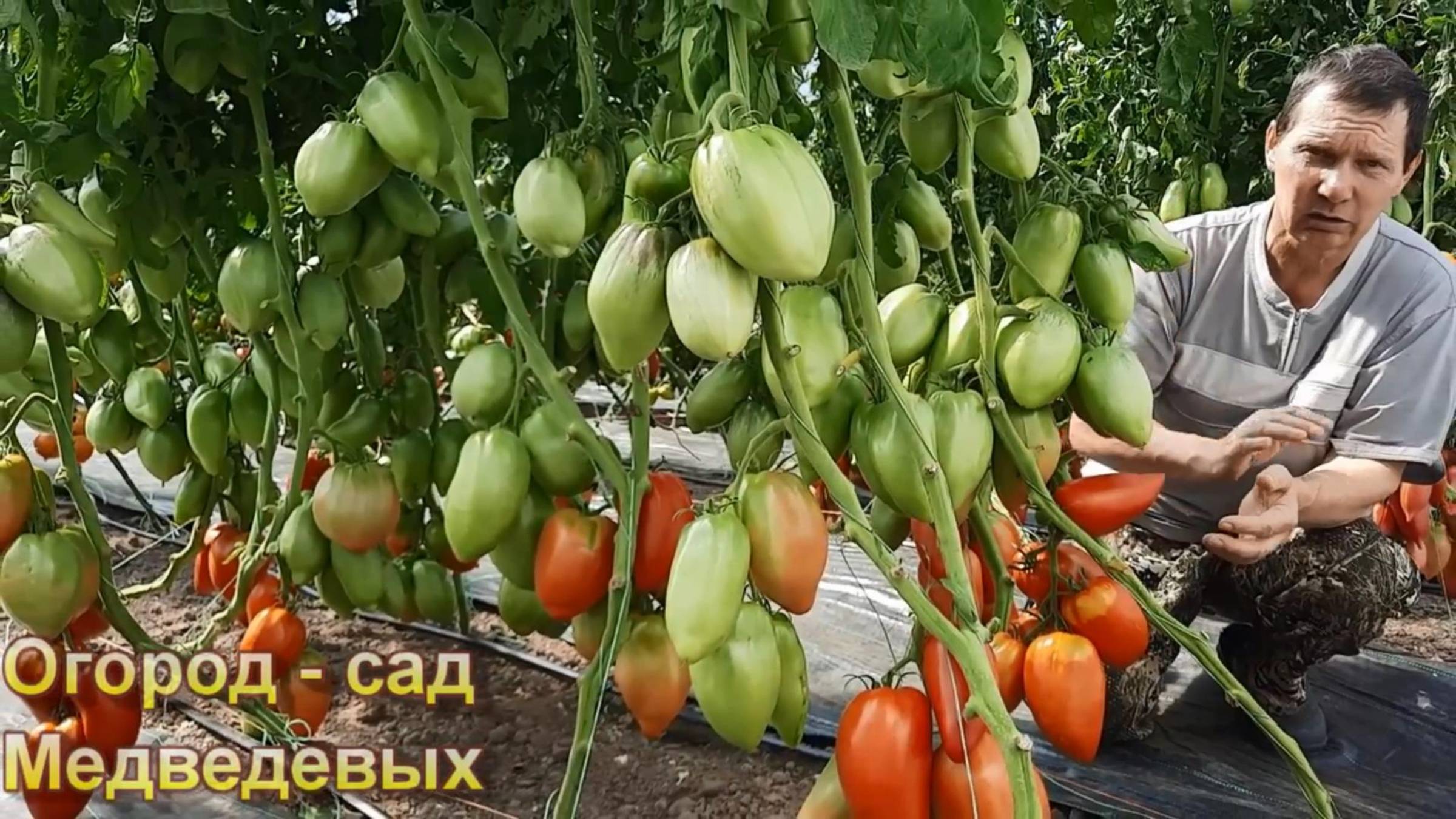 Формирование томатов как метод управления урожаем