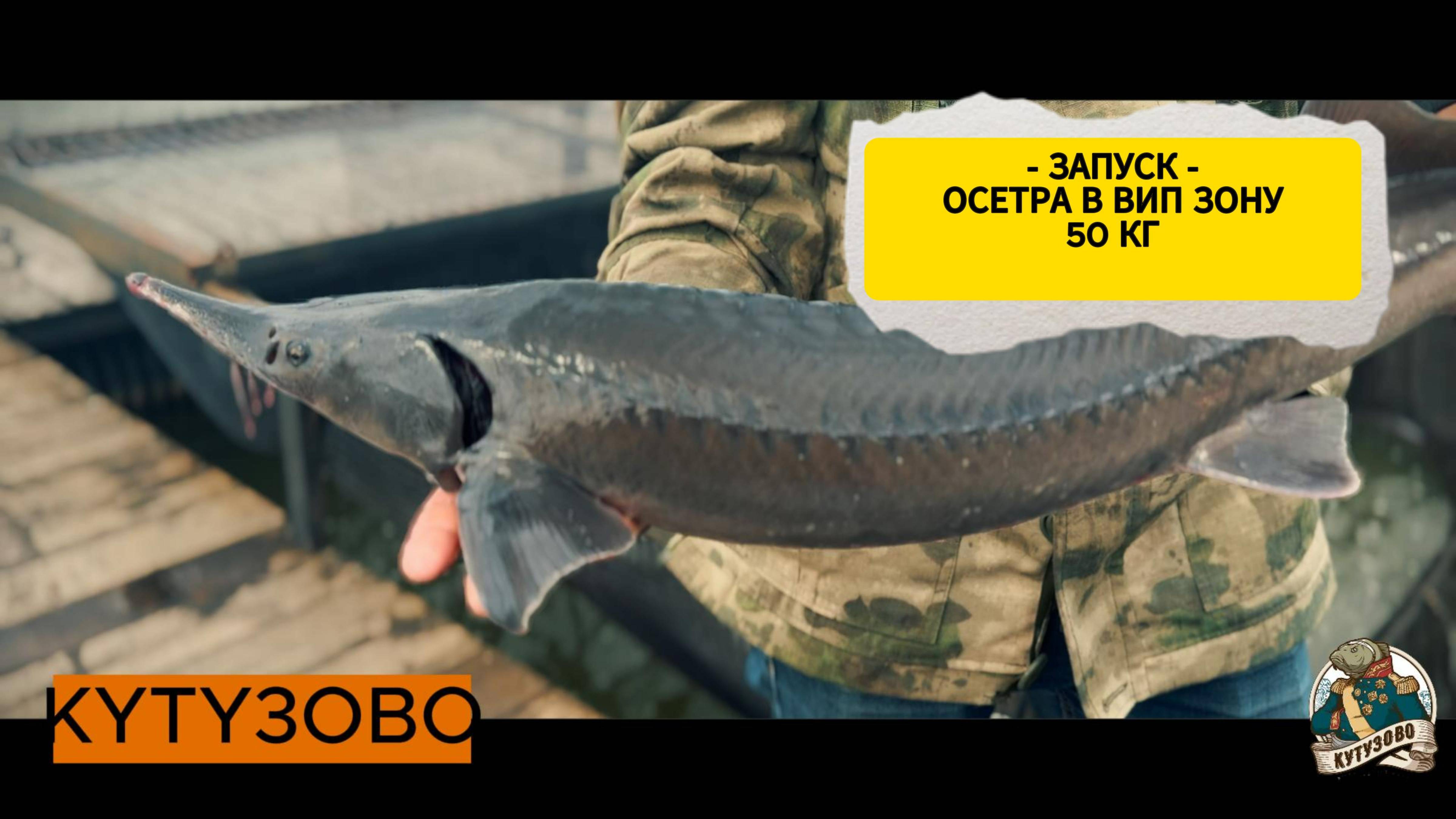 запуск осетра в вип зону 50 кг