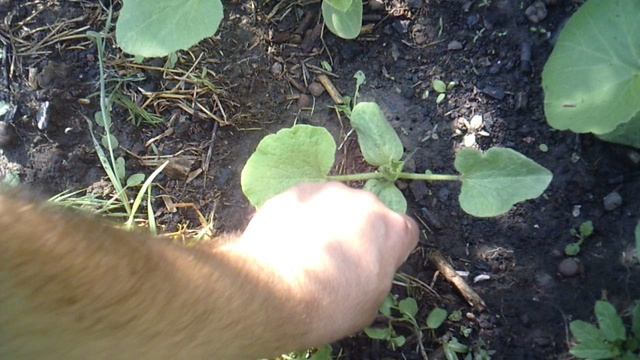 Обзор лунки с тыквой "Улыбка" и косметическая прополка