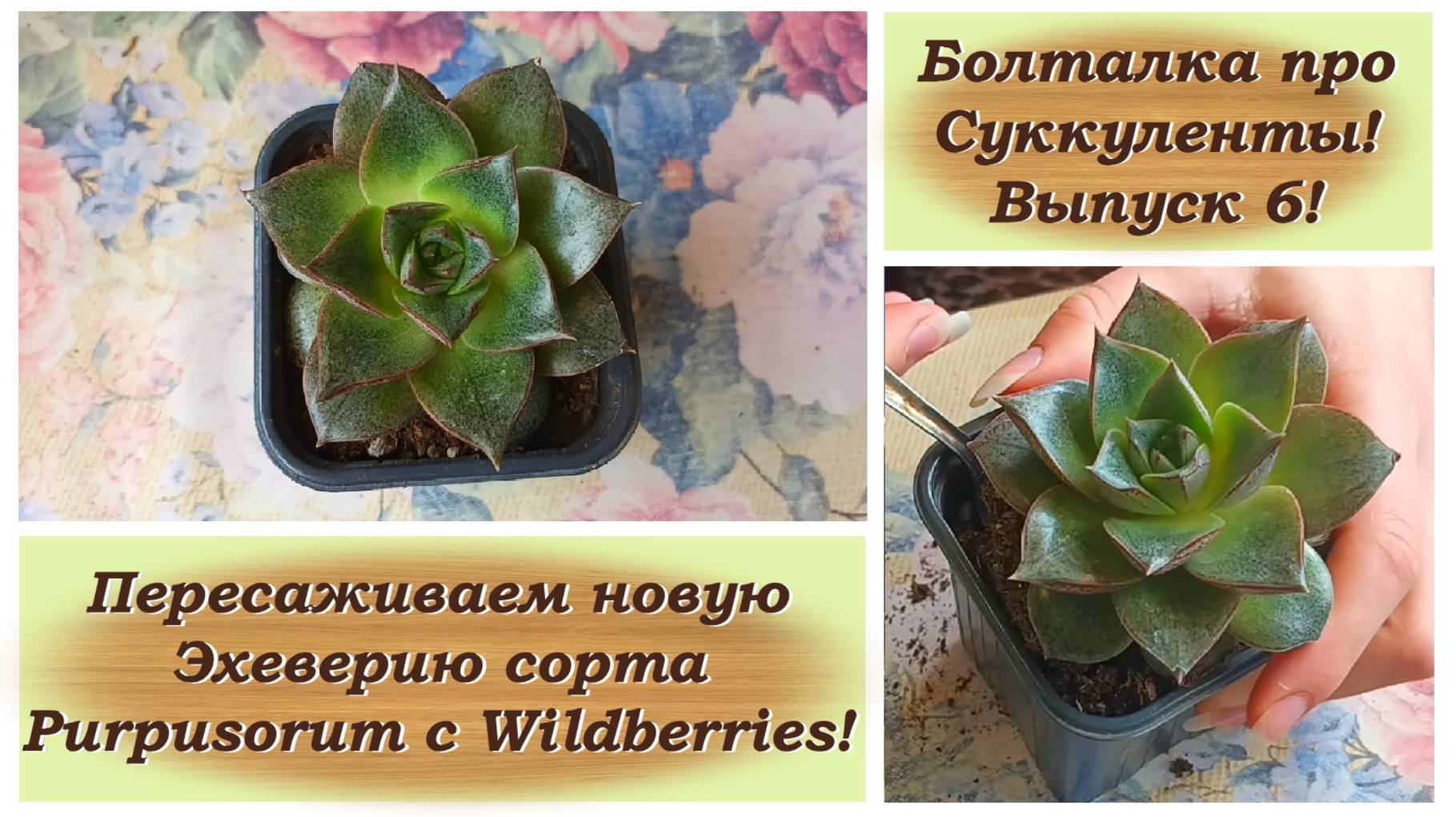 Болталка про Суккуленты! Выпуск 6! Пересаживаем новую Эхеверию сорта Purpusorum с Wildberries!