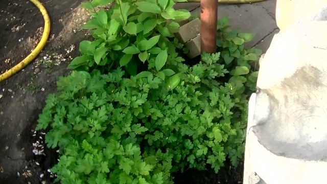 Начало преобразования моего двора . Весна .