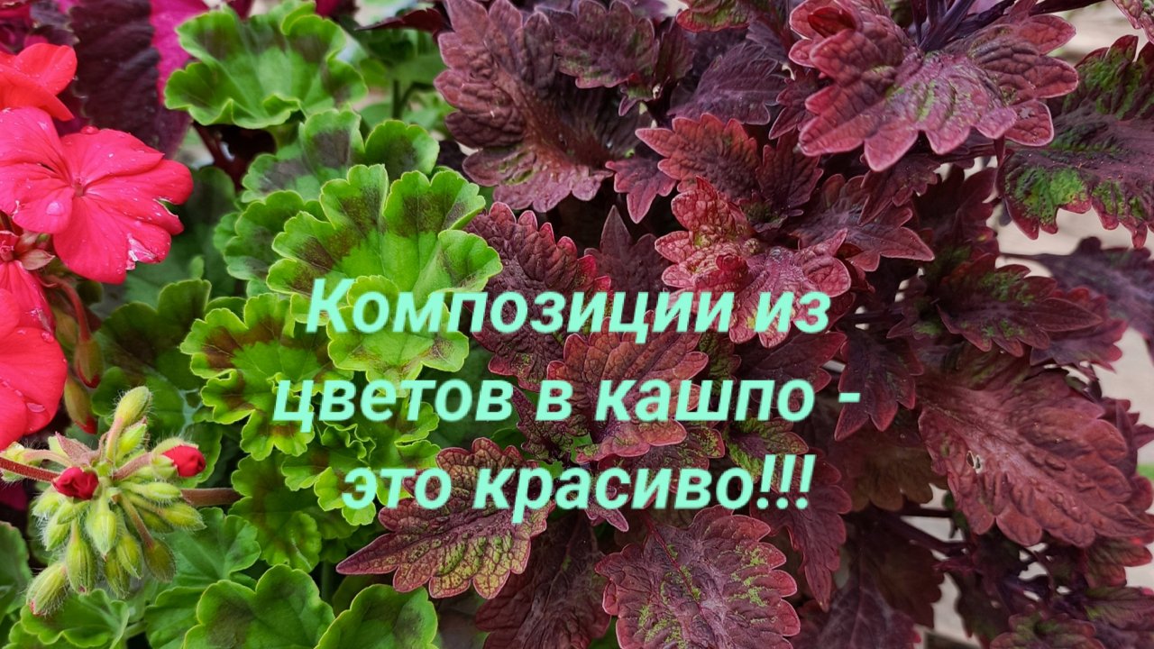 Как составить красивую и недорогую композицию из цветов в кашпо?
