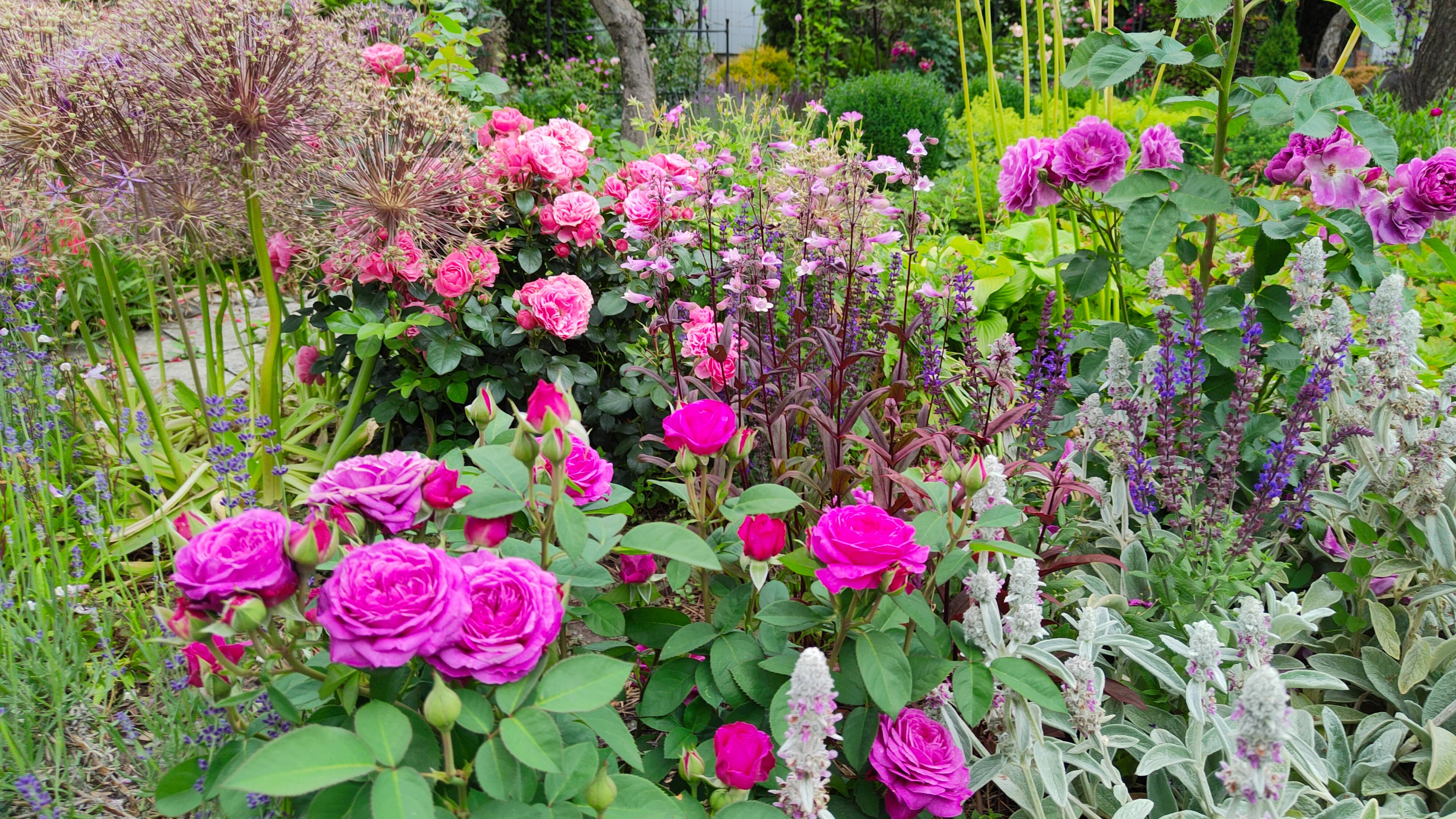 Сад продолжает цвести, что делаю в саду, отвечаю на вопросы. 16.06.2025 г. Пятигорск. Дизайн сада.