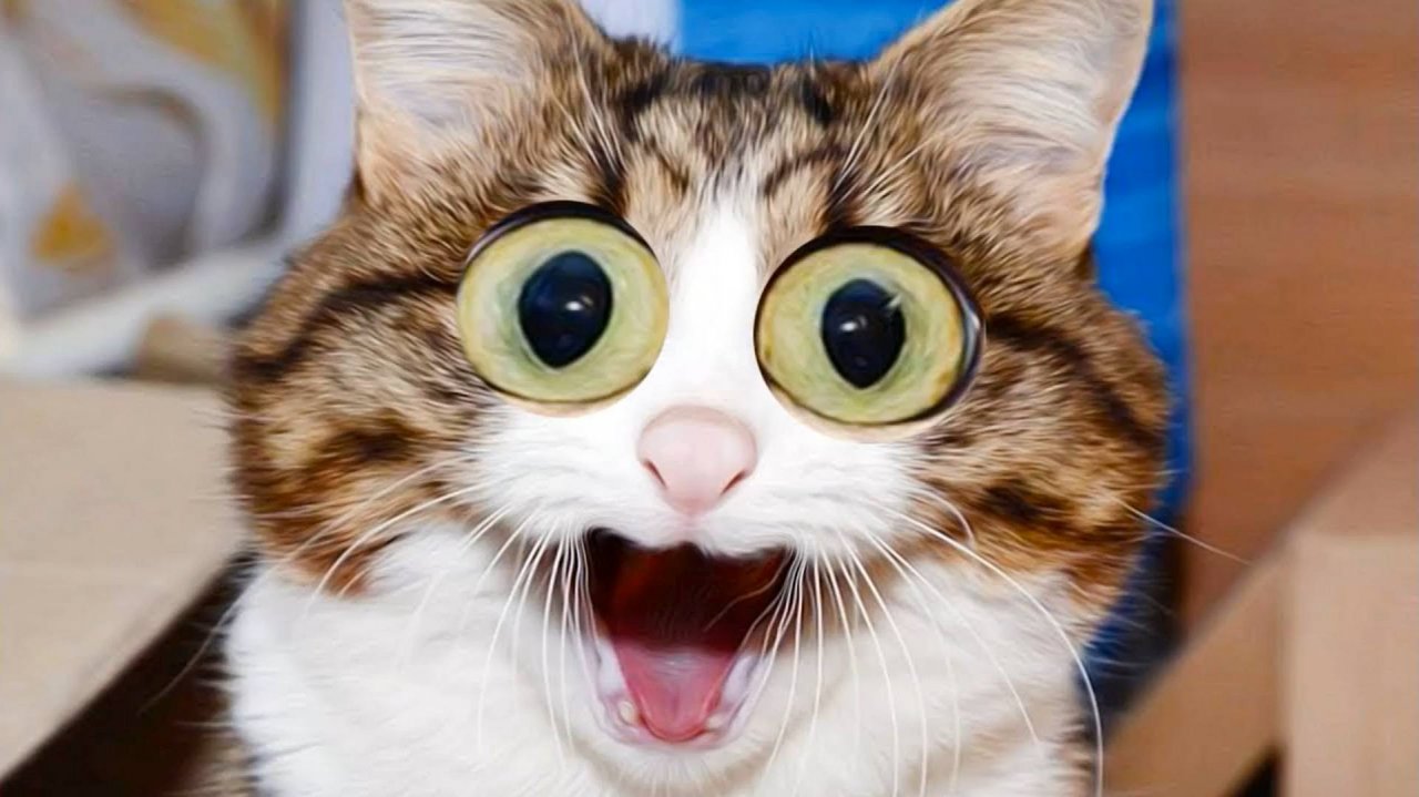 😹СМЕШНО ДО СЛЁЗ ▶ Самые смешные Кошки и Коты🔥