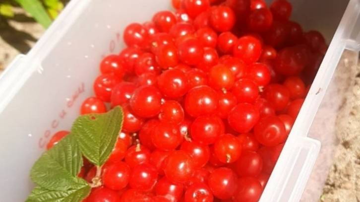 Обалденный десерт: вишня в шоколаде