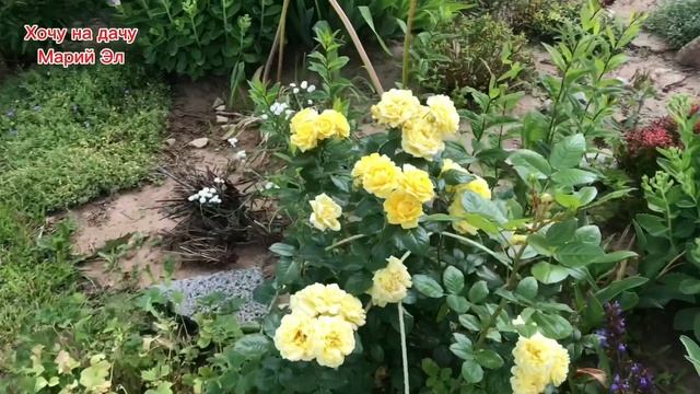 Обзор моего цветника, возле магазина. Цветение розы РОЗАРИУМ ЮТЕРСЕН. 20.06.25г.