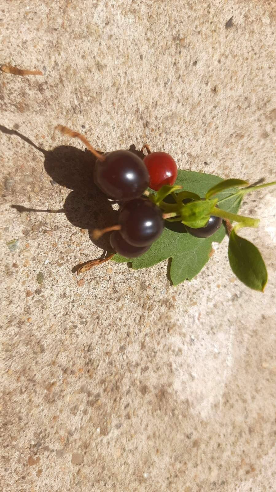 ЧЕРНИКА садовая можно приготовить варенье, компот, джем